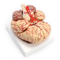 Brain with Arteries, 9 Parts